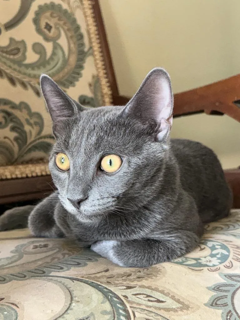 A baby medium-sized male Domestic Short Hair cat named Cowboy for adoption in Evans, GA