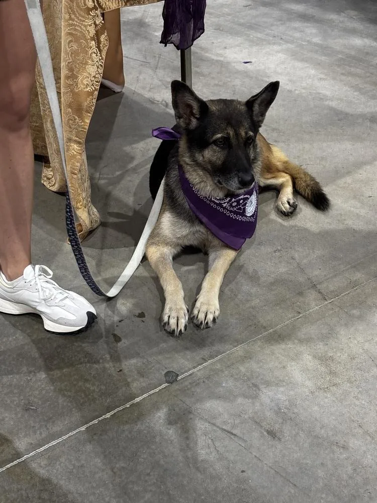 An adult large-sized female Tricolor (Brown, Black, & White) German Shepherd Dog dog named Mila Marie for adoption in Sealy, TX