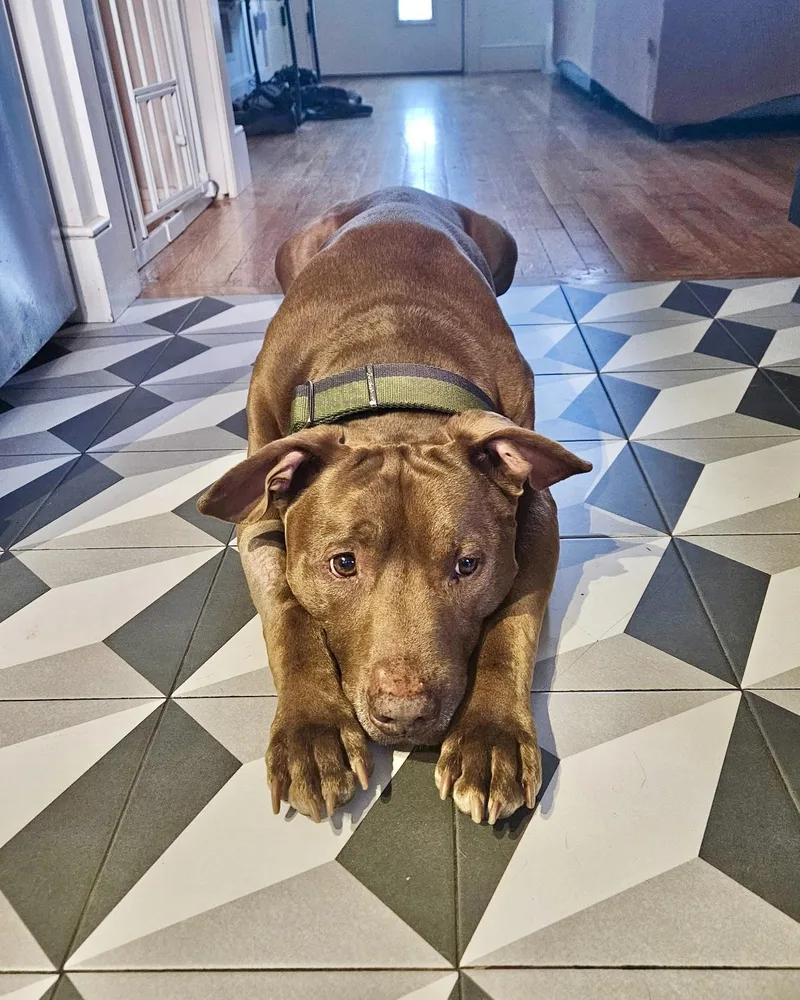 A senior large-sized male Pit Bull Terrier dog named Point Break for adoption in New York, NY