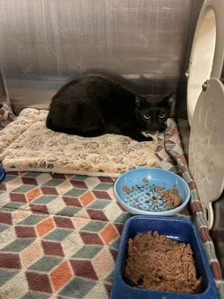 An adult medium-sized female Domestic Short Hair cat named Cayenne for adoption in Bellevue, WA