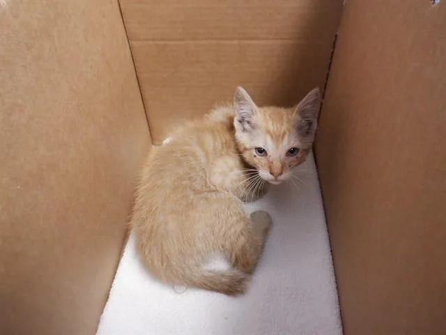 A baby small-sized male Domestic Short Hair cat named Pop Rocket for adoption in San Jose, CA