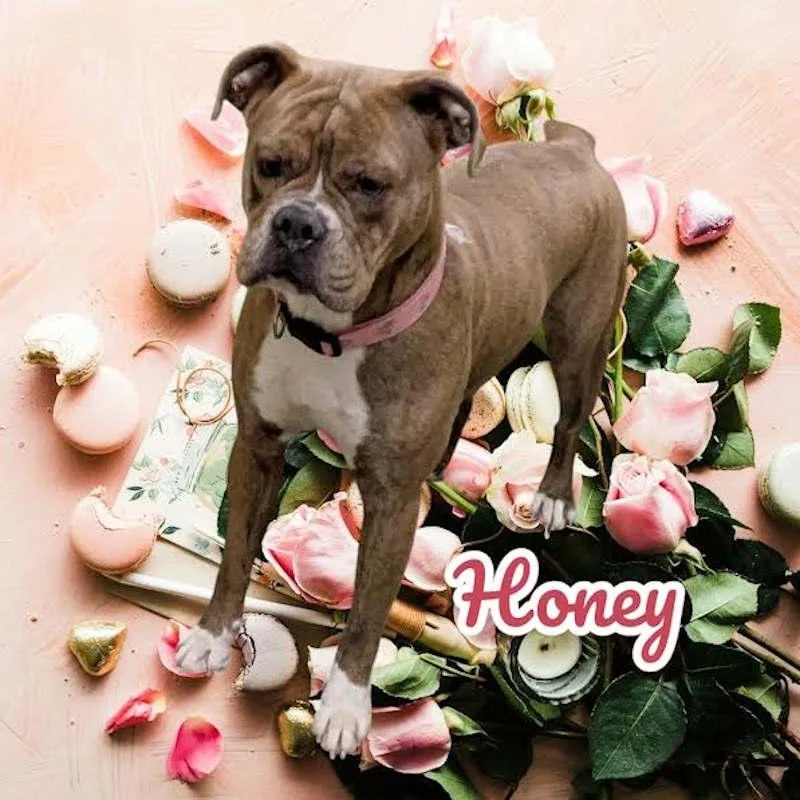 Honey