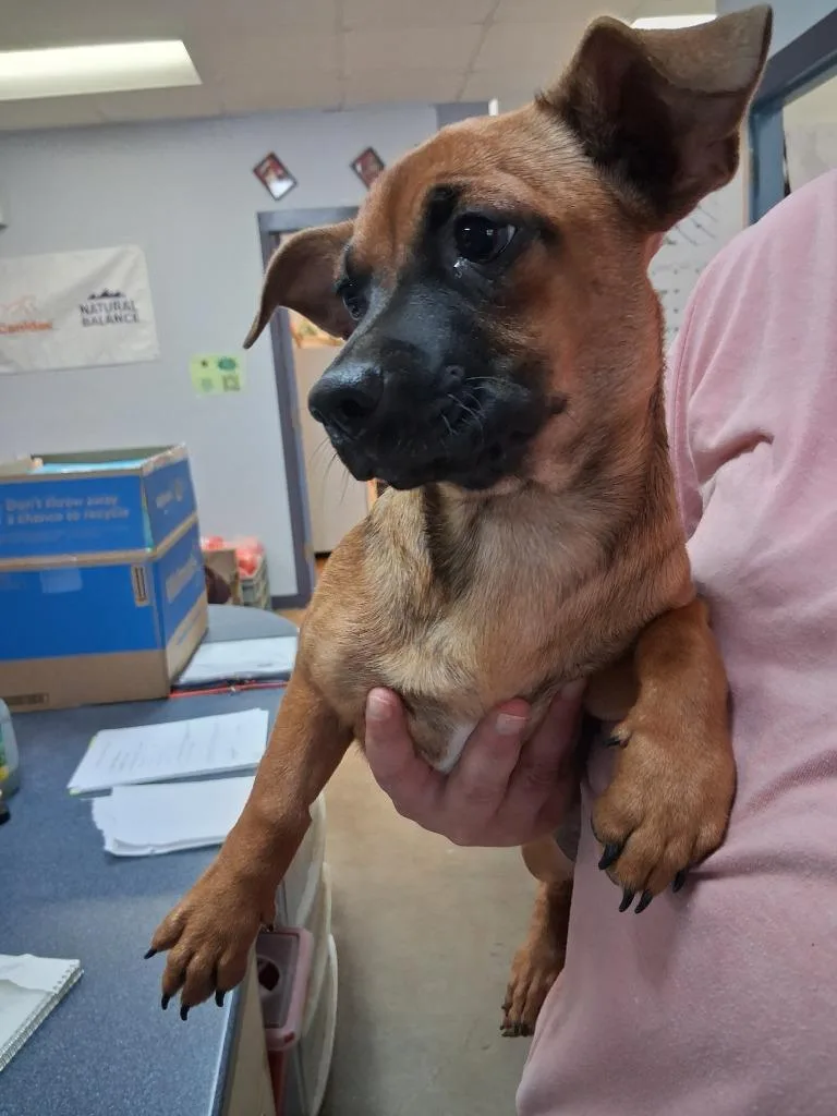 A baby large-sized female Chihuahua dog named Chrissy for adoption in Brownwood, TX