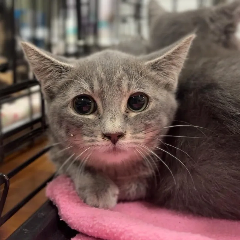 A baby small-sized female Gray / Blue / Silver Domestic Short Hair cat named Dawn for adoption in Rochester, MN