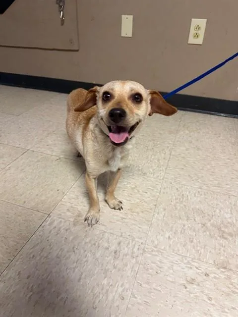 An adult small-sized male Dachshund dog named Peewee for adoption in Conroe, TX