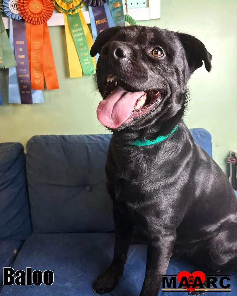 A young large-sized male Rottweiler dog named Baloo for adoption in Maryville, TN