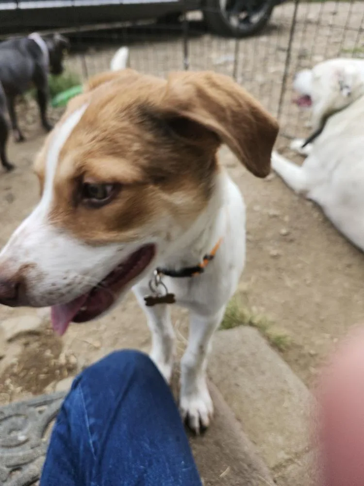 A baby medium-sized male Pointer dog named Lucky for adoption in Thornton, CO