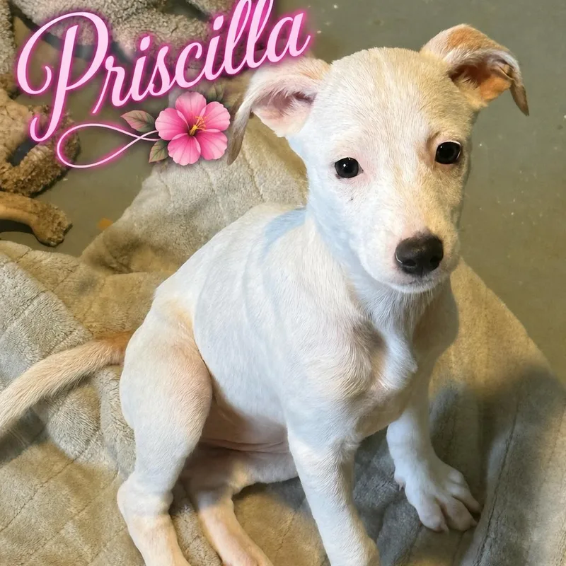 A baby medium-sized female Hound dog named Priscilla for adoption in ISABELA, PR