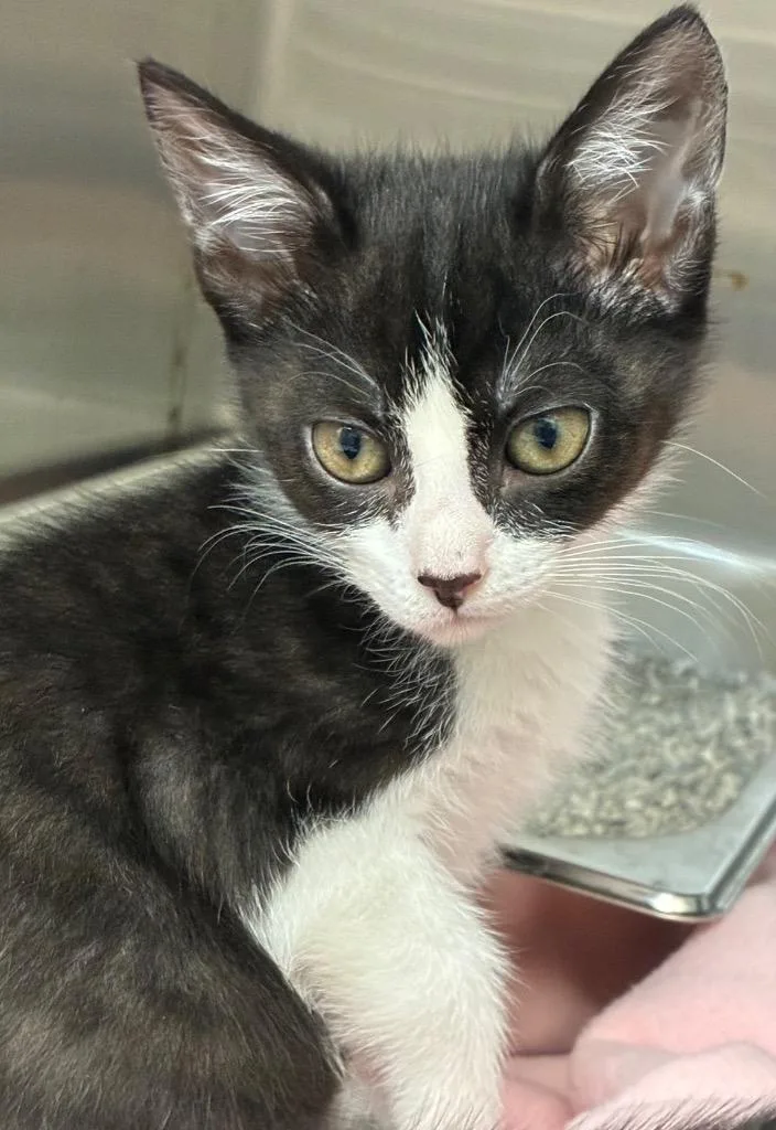 A baby small-sized female Domestic Short Hair cat named Bonnie for adoption in Hartsville, SC