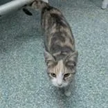 A young medium-sized female Calico Domestic Short Hair cat named Penny for adoption in Portsmouth, OH