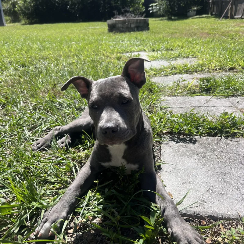 A baby medium-sized male Mixed Breed dog named Benji for adoption in tampa, FL