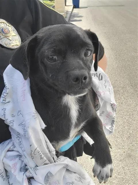 A young small-sized male Terrier dog named Happy for adoption in San Antonio, TX