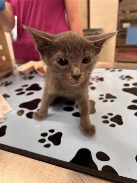 A baby small-sized male Domestic Short Hair cat named Lightning for adoption in Derwood, MD
