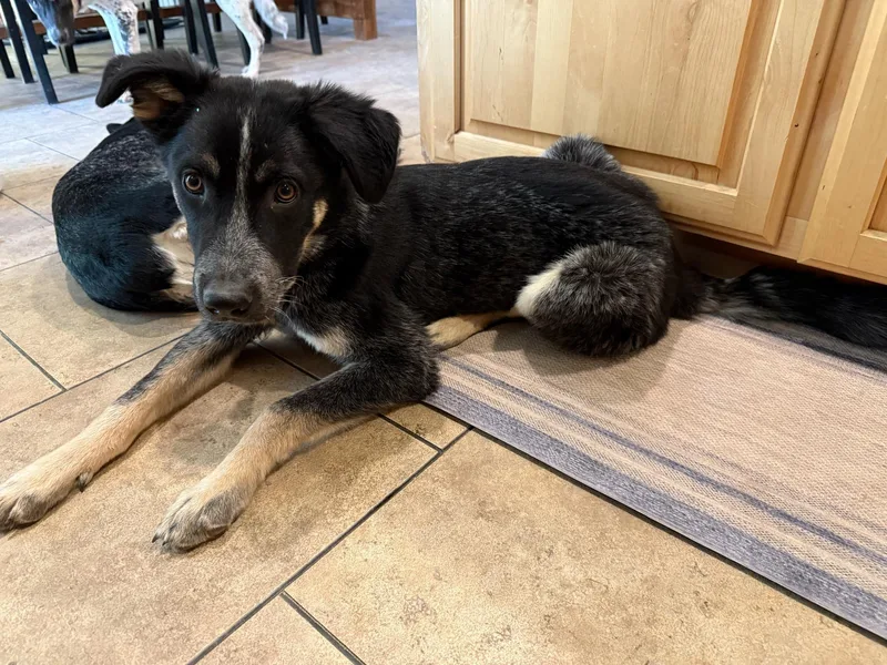 Bob And Brutus thumbnail 2