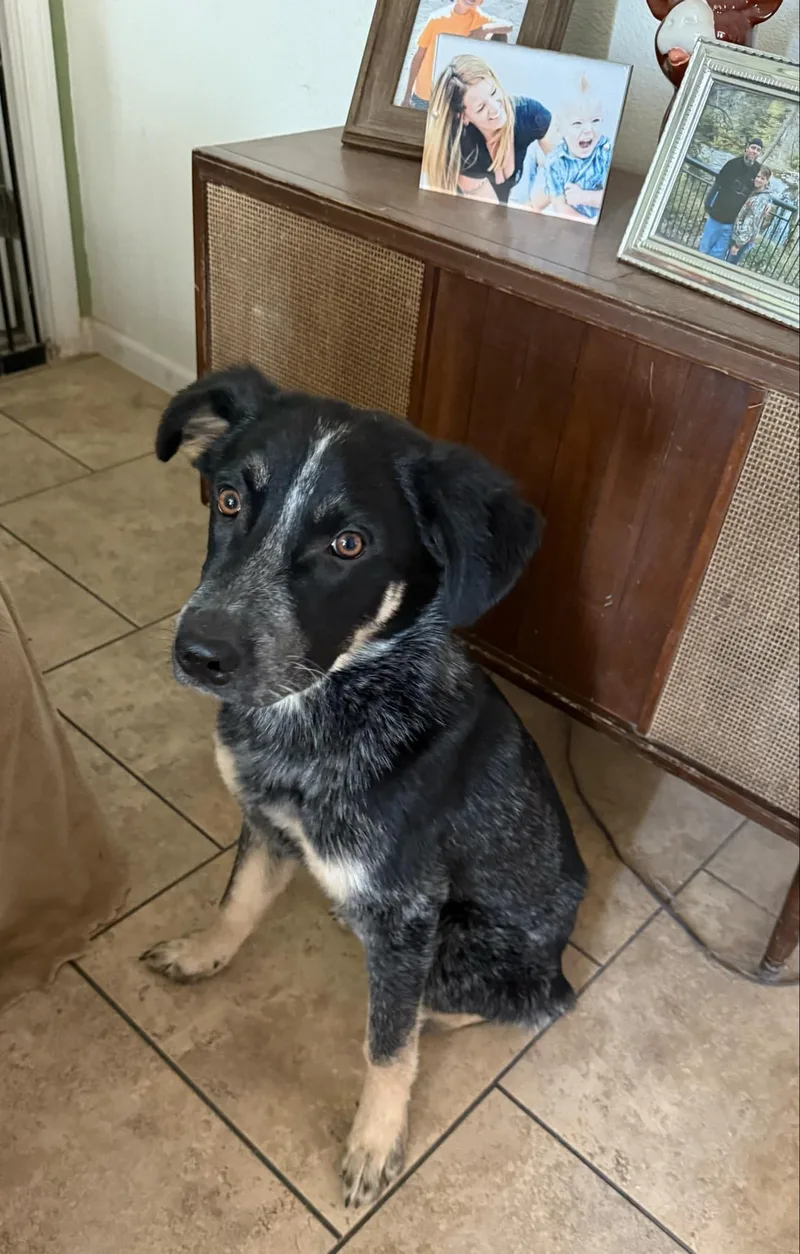 Bob And Brutus thumbnail 3