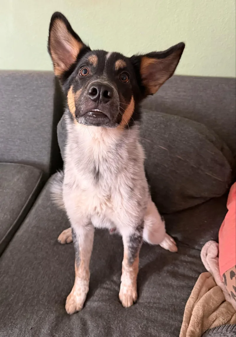 Bob And Brutus thumbnail 5