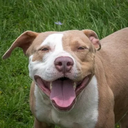 An adult medium-sized male Pit Bull Terrier dog named Truitt for adoption in La Grange, TX