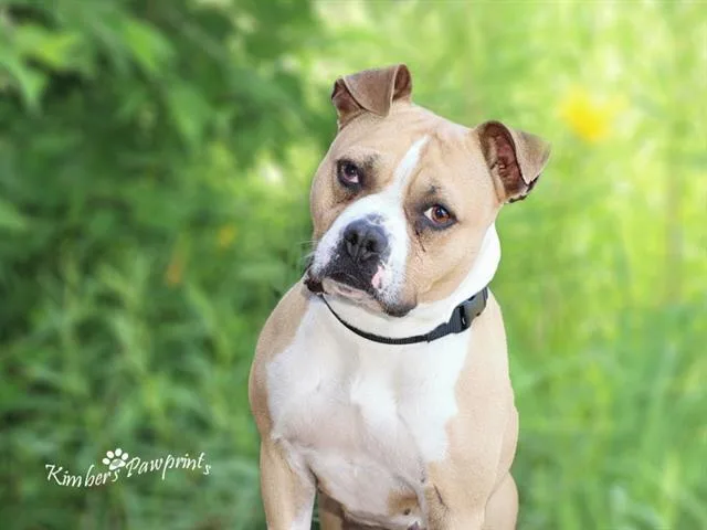 A young medium-sized female Boxer dog named Durden for adoption in Omaha, NE