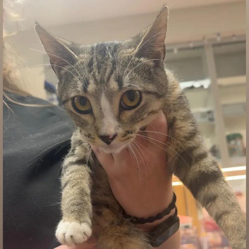 A young medium-sized female Brown / Chocolate Domestic Short Hair cat named Tefiti for adoption in Coralville, IA