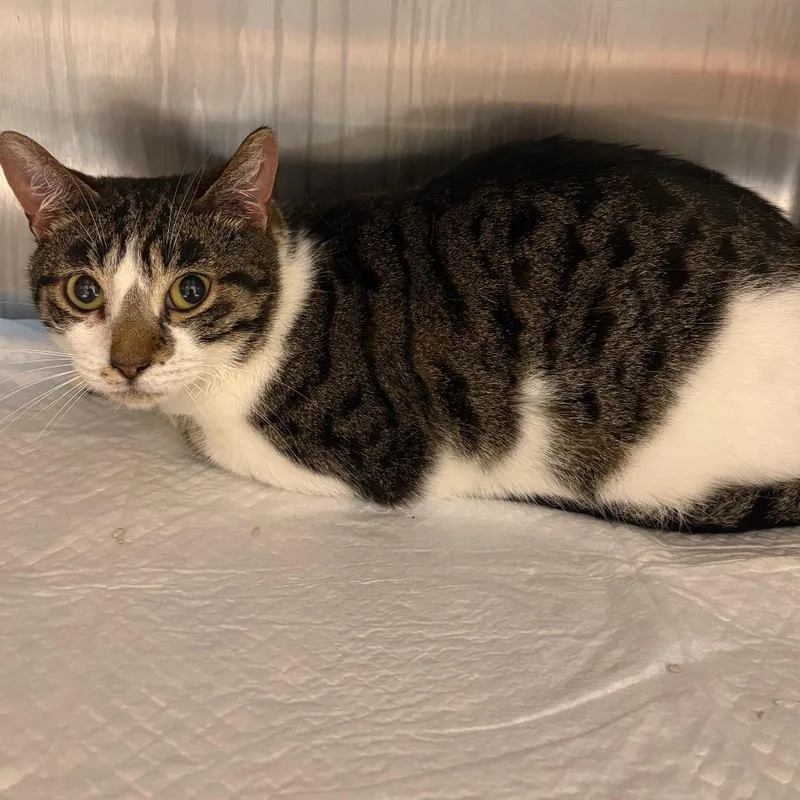 An adult medium-sized male Gray / Blue / Silver Domestic Short Hair cat named Roald for adoption in Englewood, FL