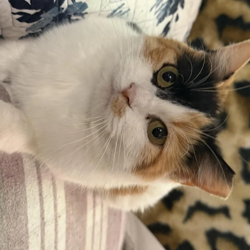 Bella