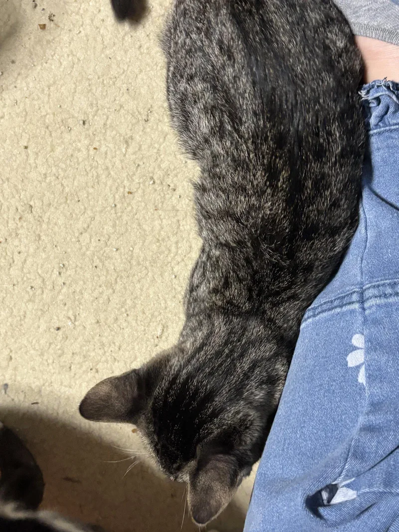 A baby medium-sized female Tabby cat named Octavia for adoption in MONTGOMERY, TX