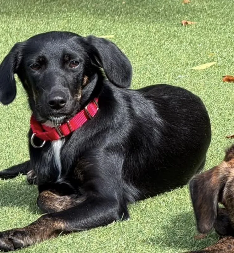 A baby medium-sized female Labrador Retriever dog named Louise for adoption in Pembroke, MA