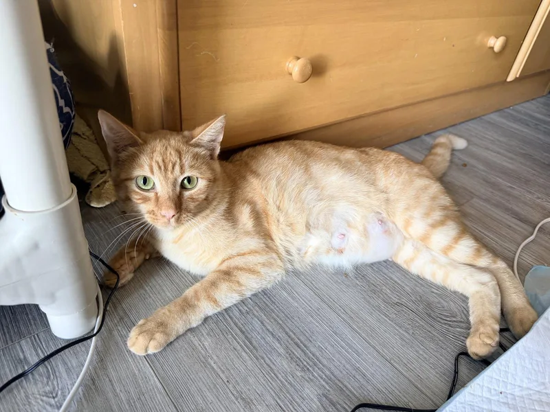 An adult medium-sized female Domestic Short Hair cat named Minchi for adoption in Colorado Springs, CO