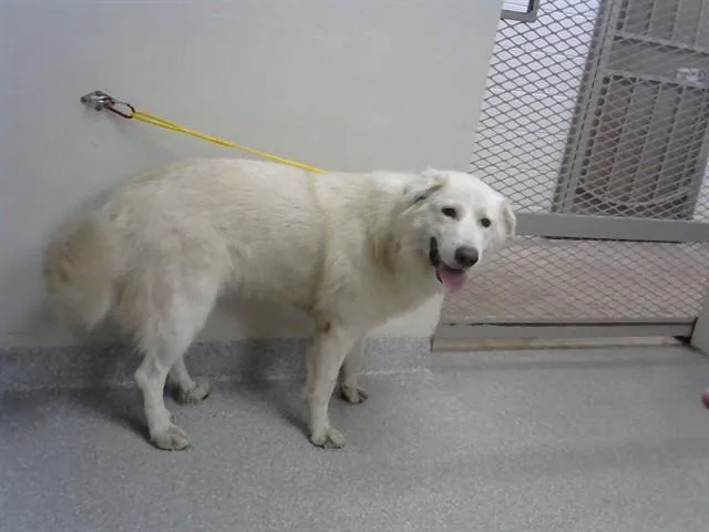 A young extra large-sized female Great Pyrenees dog named Mabel for adoption in Pasadena, TX