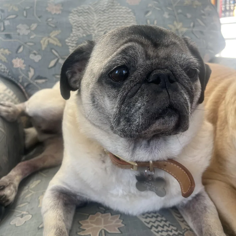 Jim Gaffigan And Patton thumbnail 2