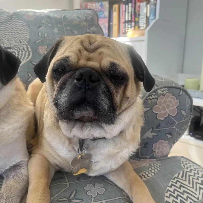 Jim Gaffigan And Patton thumbnail 3