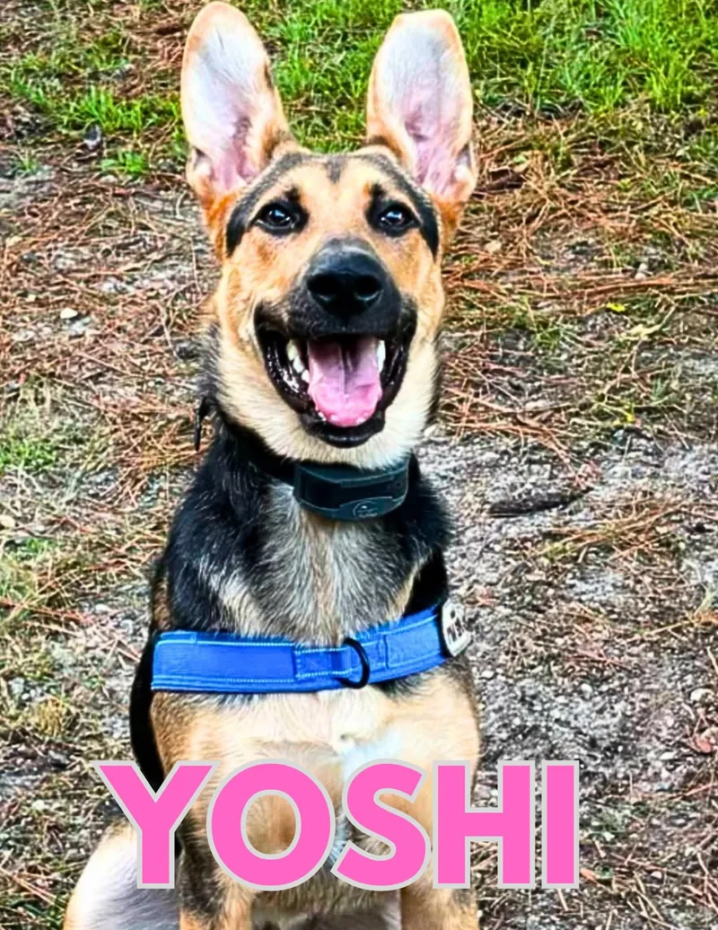 A young large-sized female German Shepherd Dog dog named Yoshi for adoption in Shalimar, FL