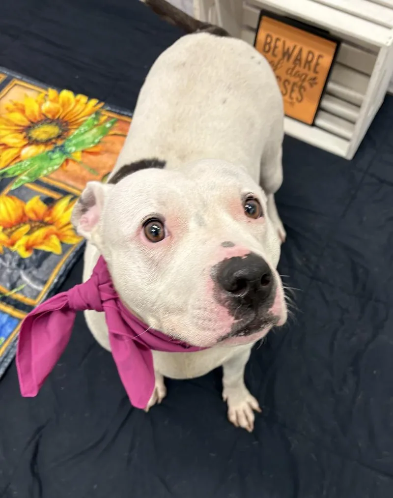A young large-sized female Mixed Breed dog named Gruna for adoption in Detroit, MI