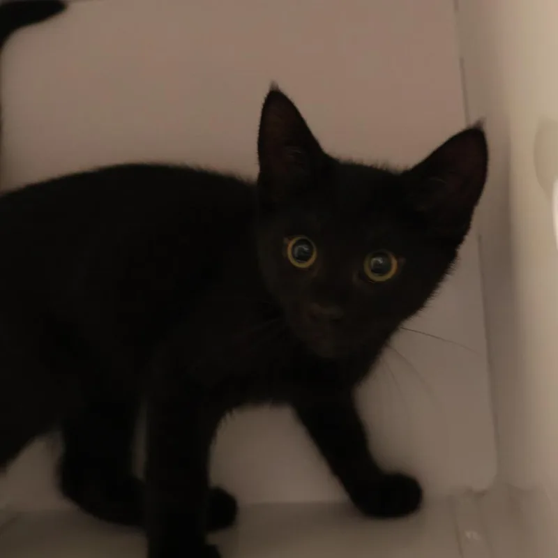 A baby small-sized male Black Domestic Short Hair cat named Rex for adoption in Briarcliff Manor, NY