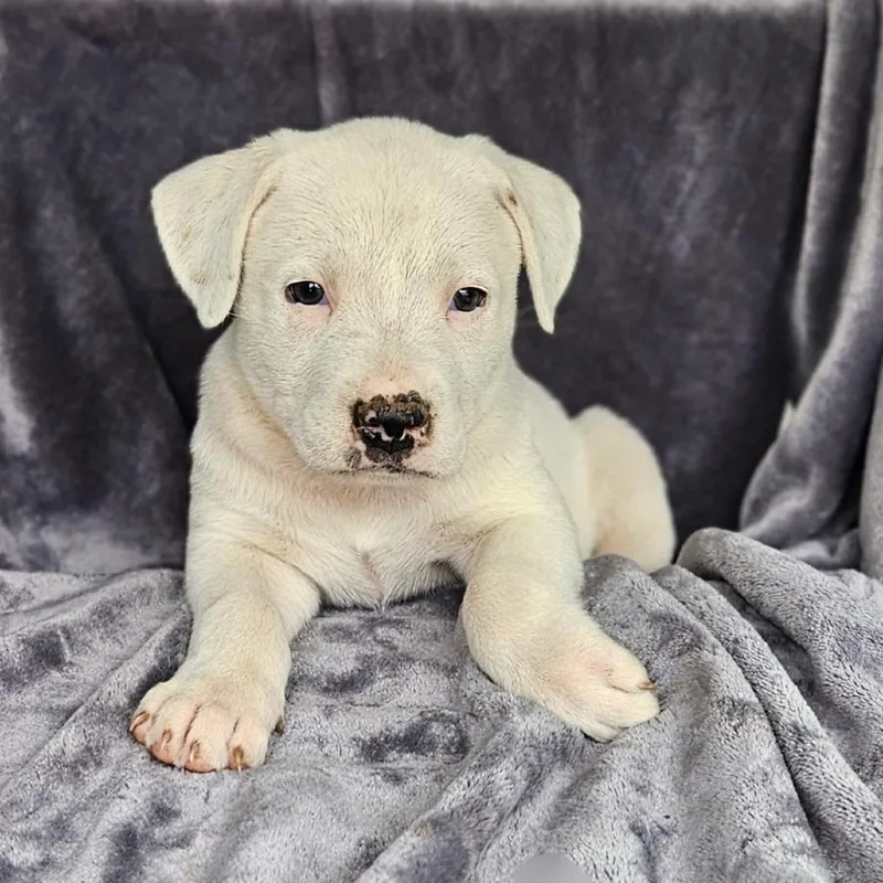 A baby medium-sized male White / Cream Australian Shepherd dog named Horizon for adoption in Rockville, MD