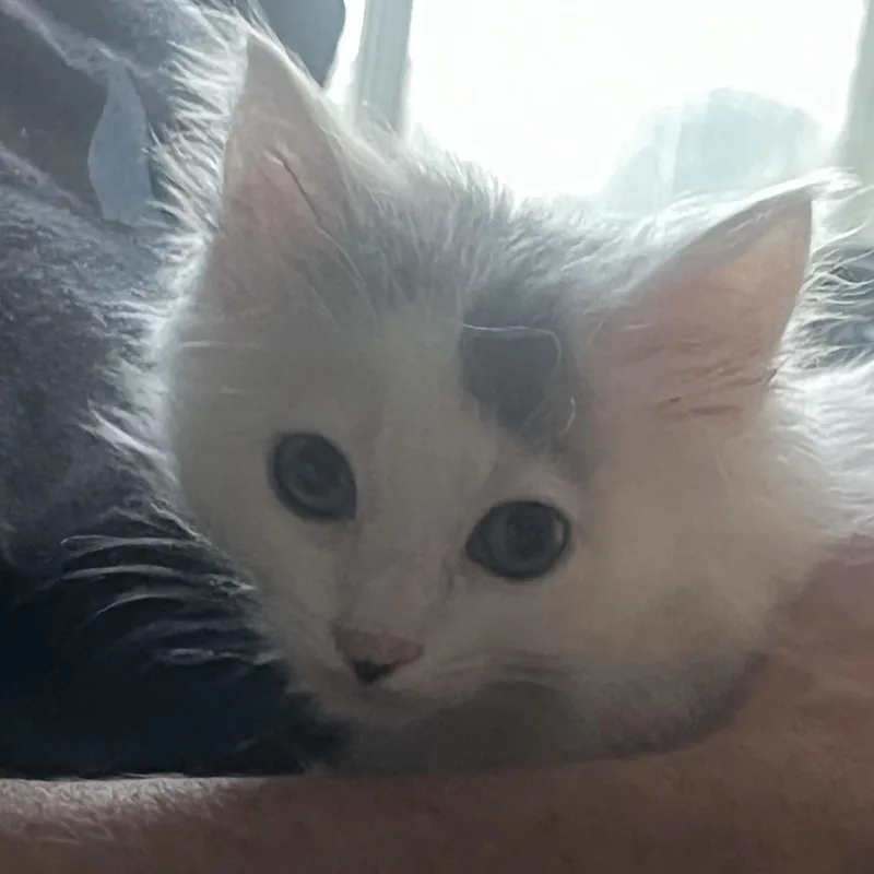 A baby small-sized male White Domestic Medium Hair cat named Pua for adoption in Keizer, OR