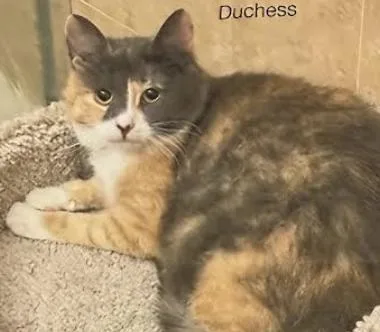 A young medium-sized female Calico cat named Dutchess for adoption in Flushing, NY