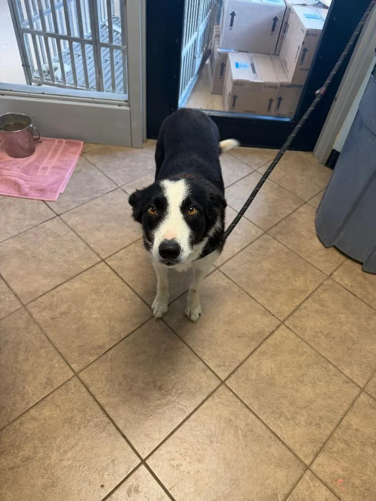 A young medium-sized female Border Collie dog named Lilac for adoption in Marion, OH
