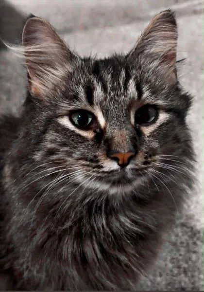 A baby small-sized female Domestic Medium Hair cat named Bellona for adoption in Newport, KY