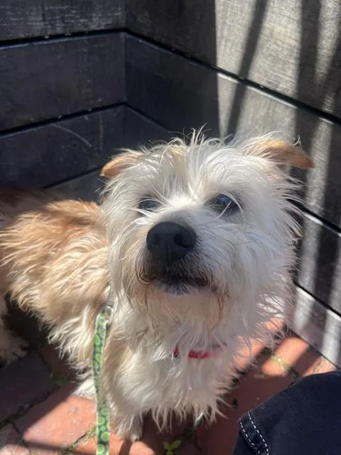 Biscuit