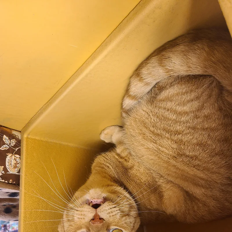 An adult medium-sized female Tabby (Orange / Red) Domestic Short Hair cat named Ashtyn for adoption in Gerrardstown, WV