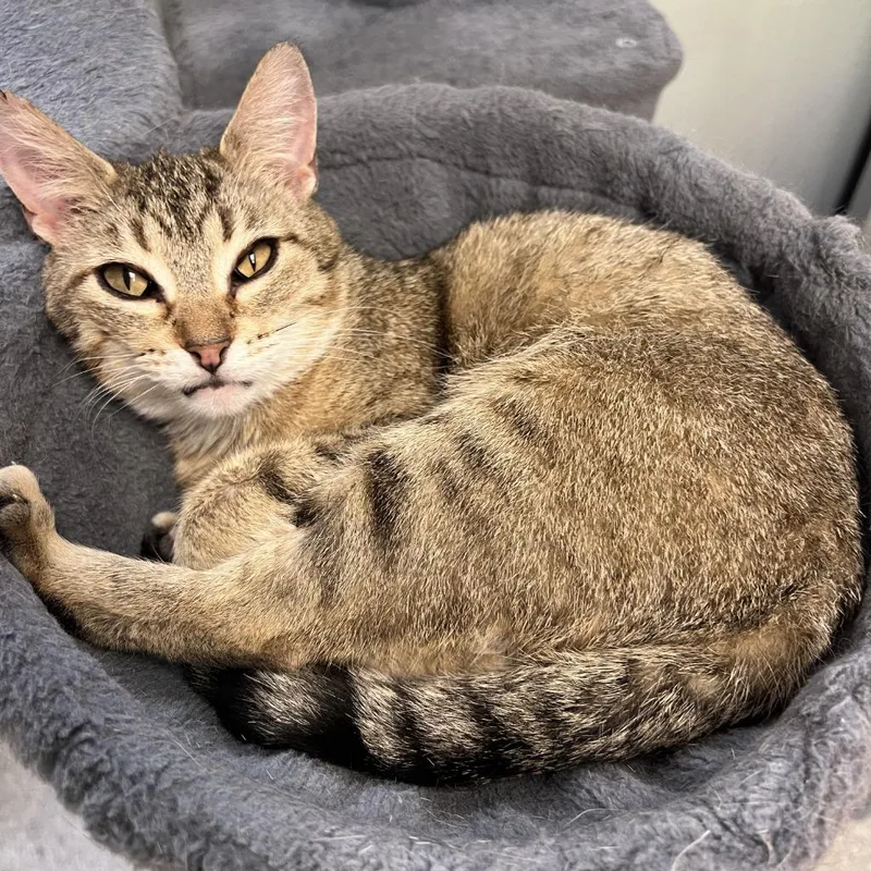 A senior medium-sized female Domestic Short Hair cat named Chloe for adoption in Columbia, IL