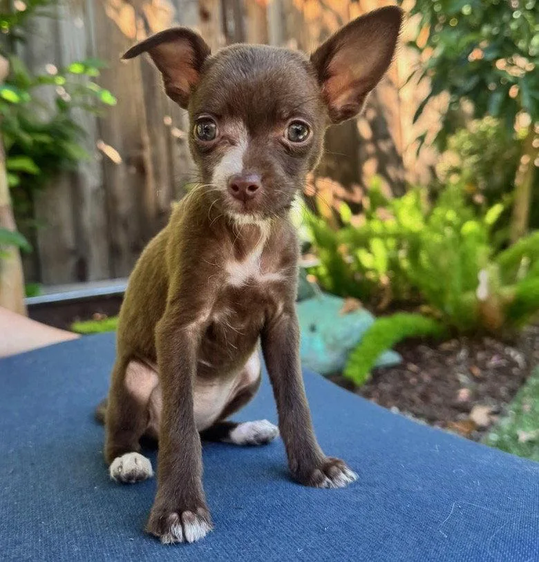 A baby small-sized female Chihuahua dog named Run: Bolt for adoption in Palo Alto, CA