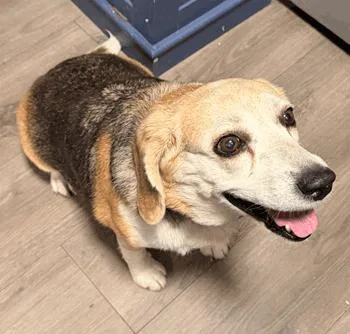 An adult medium-sized female Beagle dog named Leo & Bella for adoption in West Decatur, PA