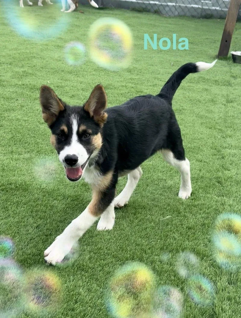 Nola thumbnail 2