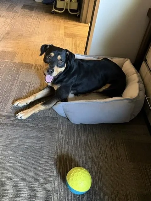 An adult medium-sized male Black Rottweiler dog named Mackinnon for adoption in Fort Collins, CO