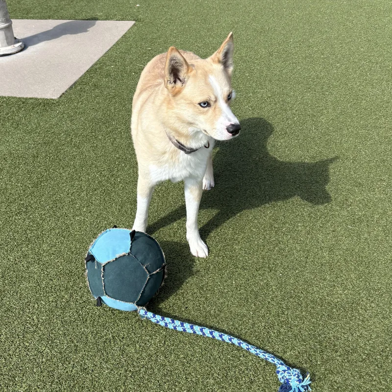 An adult medium-sized male Yellow / Tan / Blond / Fawn Border Collie dog named Meeka for adoption in Hays, KS