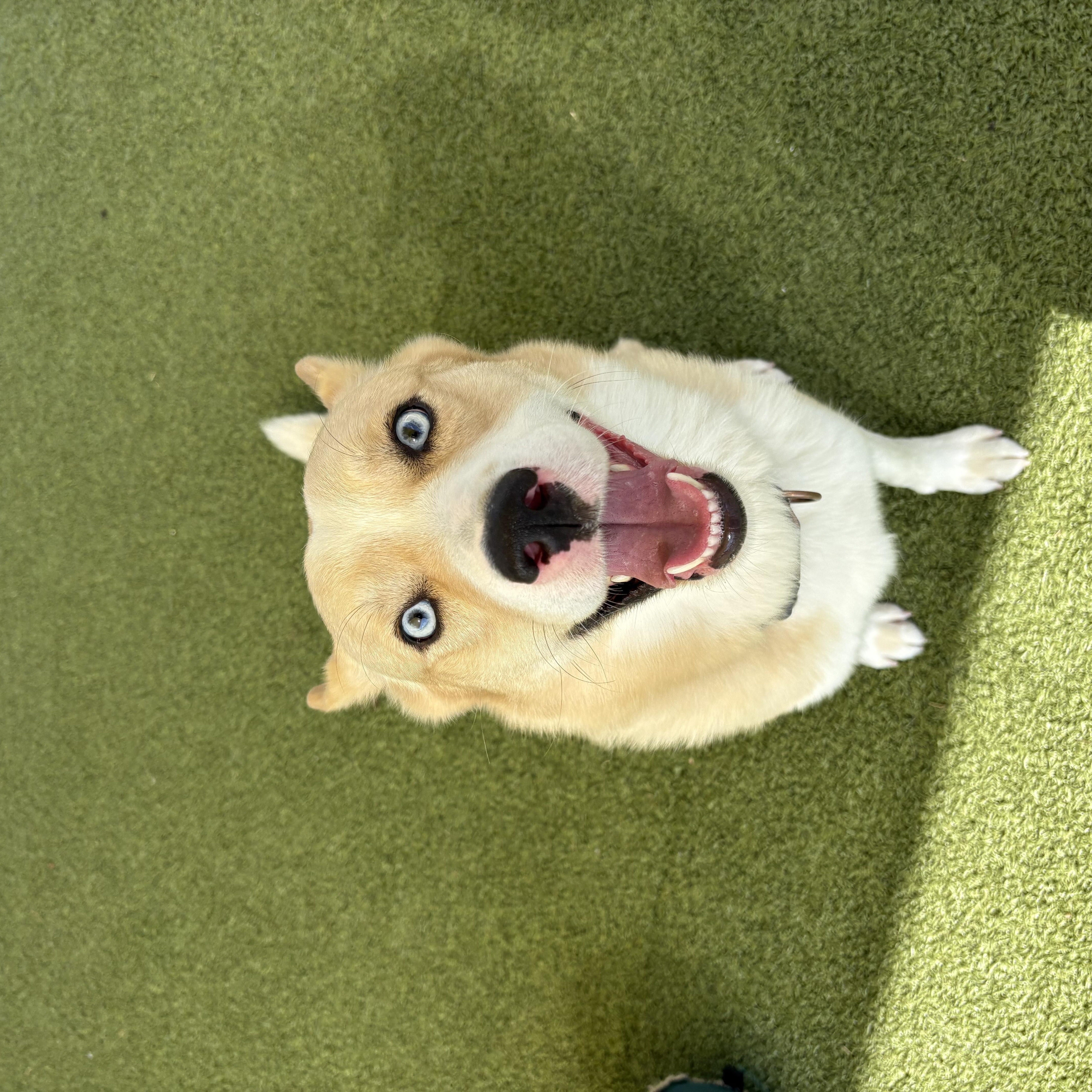 Meeka thumbnail 5