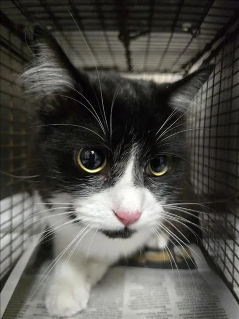 A young medium-sized male Domestic Medium Hair cat named Zoro for adoption in Chatsworth, CA