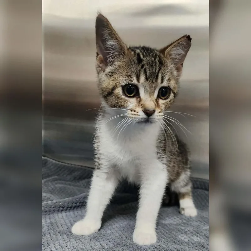 A baby small-sized female Brown / Chocolate Domestic Short Hair cat named Sprite for adoption in Toledo, OH